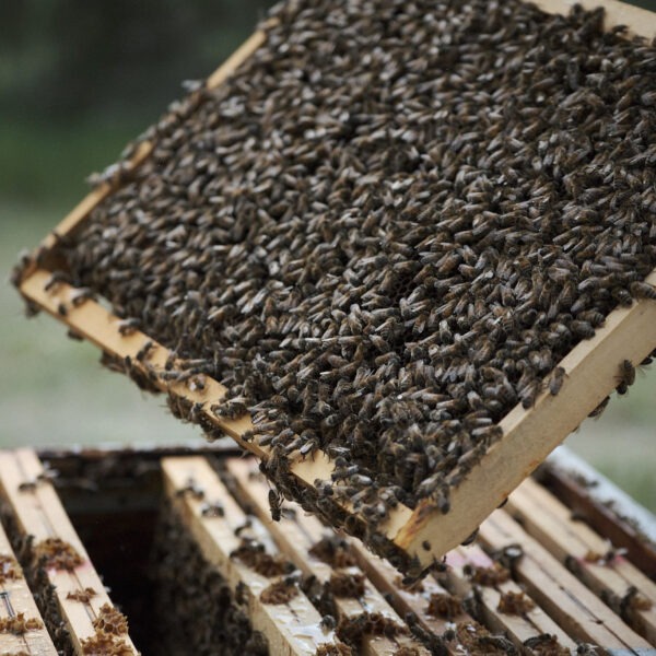 Ruche Bourg Apiculture
