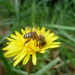 comment les abeilles font du miel